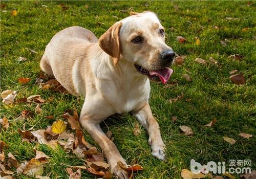 拉布拉多犬