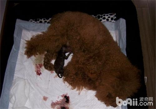 貴賓犬
