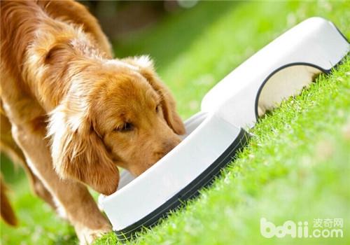 金毛犬