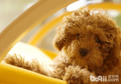 貴賓犬