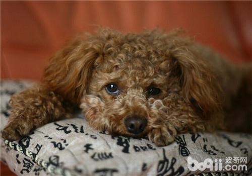 貴賓犬