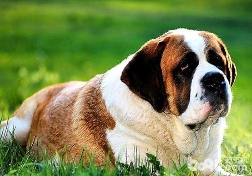 聖伯納犬