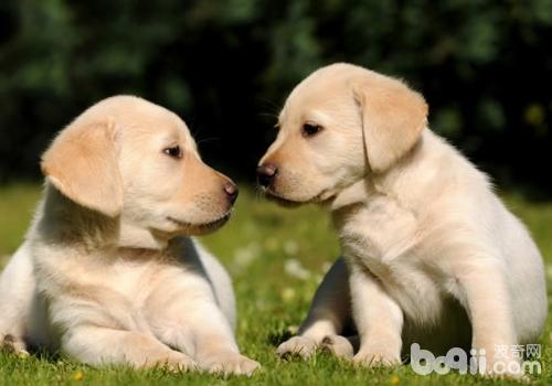 拉布拉多獵犬