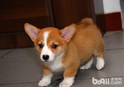威爾士柯基犬