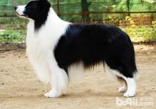 邊境牧羊犬