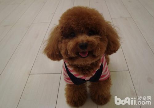 泰迪犬