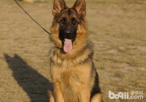 德國牧羊犬
