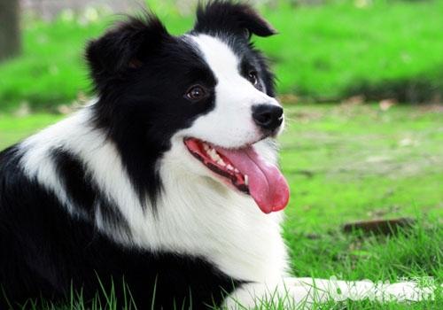 邊境牧羊犬