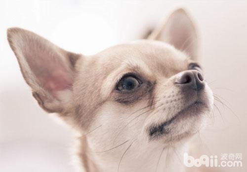 吉娃娃犬