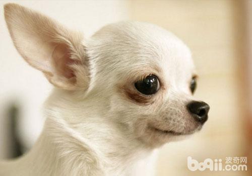 吉娃娃犬