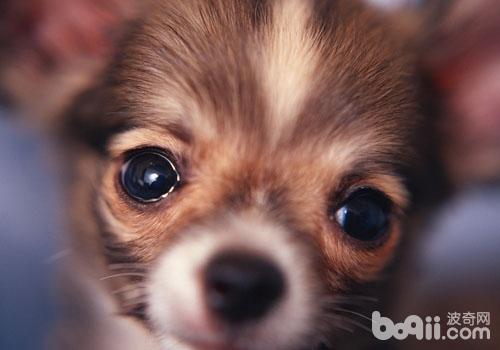 吉娃娃犬
