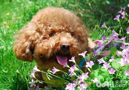貴賓犬