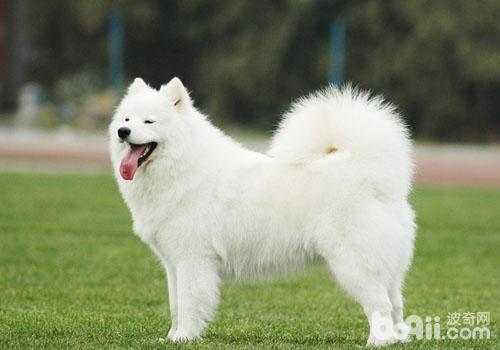 薩摩耶犬
