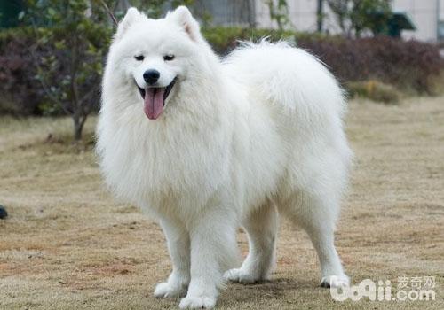 薩摩耶犬