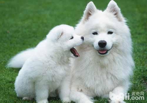 薩摩耶犬