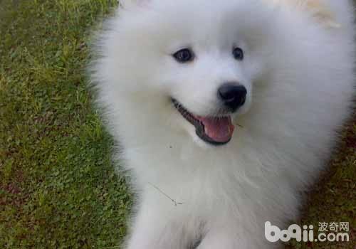 薩摩耶犬