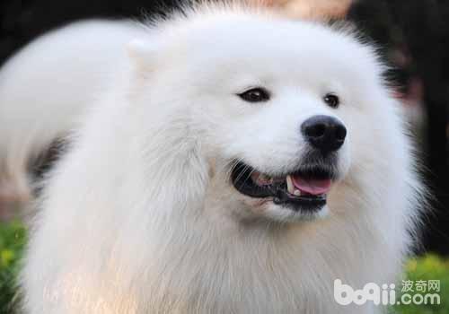 薩摩耶犬