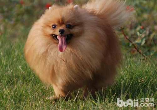 博美犬