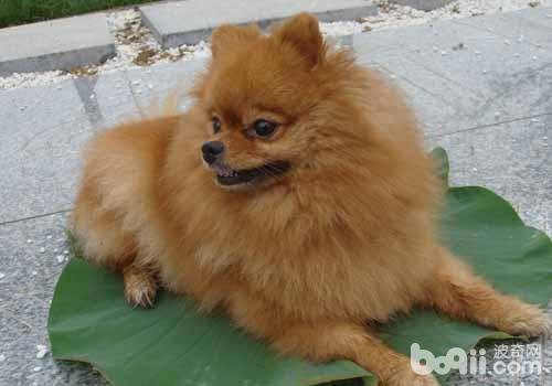 博美犬