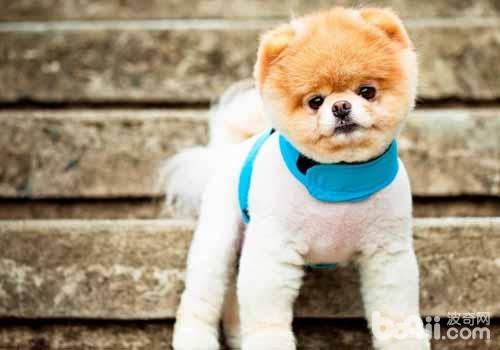 博美犬