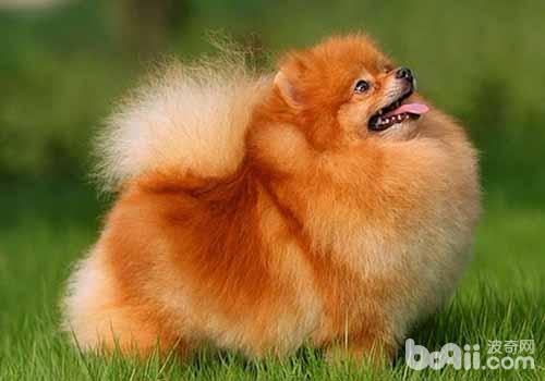 博美犬