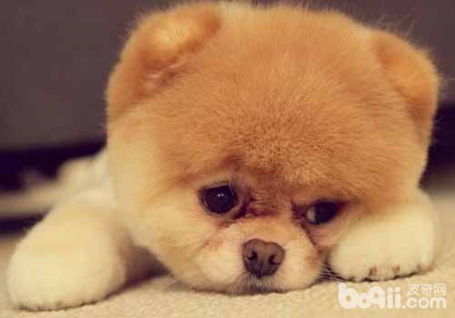 博美犬