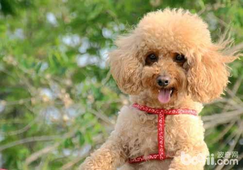 貴賓犬