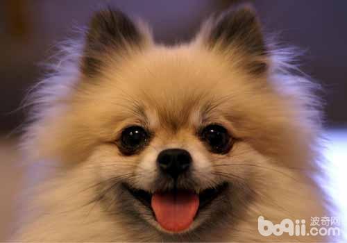 博美犬