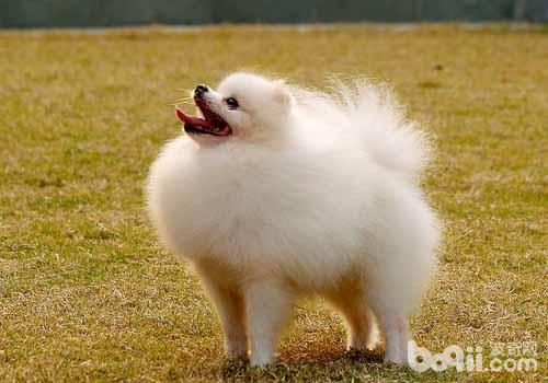 博美犬