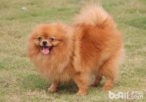 博美犬