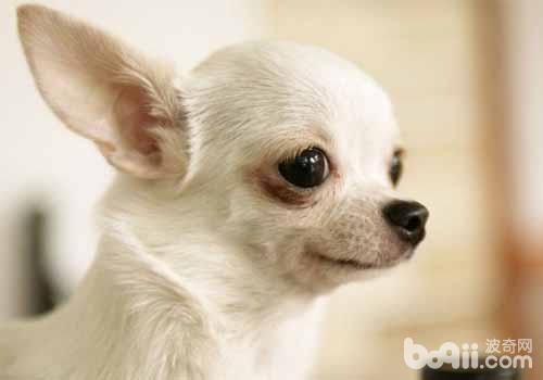 吉娃娃犬