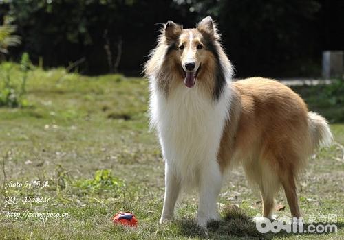 蘇格蘭牧羊犬
