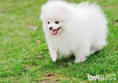 博美犬