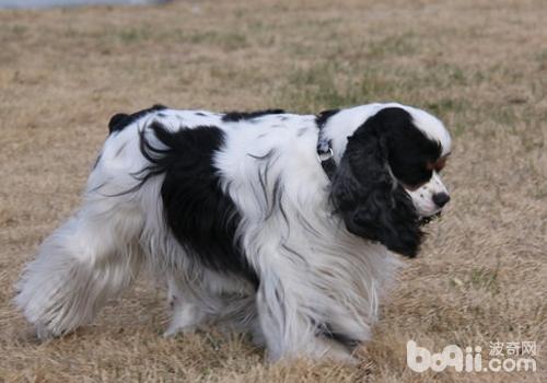 美國可卡犬