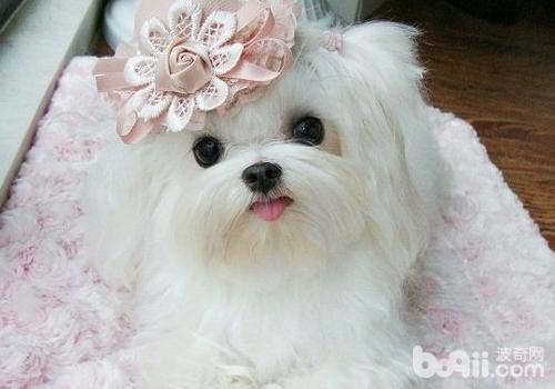 馬爾濟斯犬