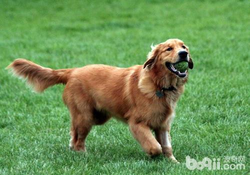 金毛犬