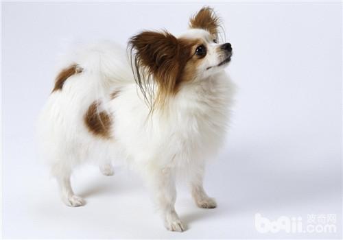 蝴蝶犬