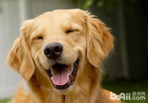金毛犬