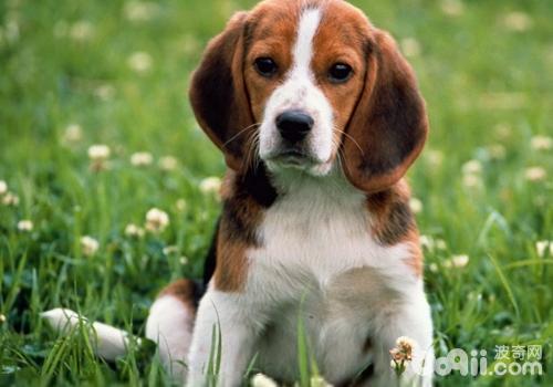 比格犬