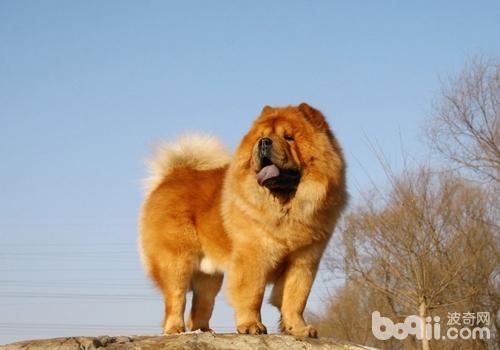 松獅犬