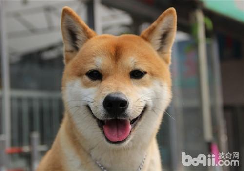 柴犬