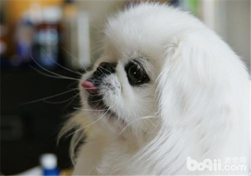 京巴犬