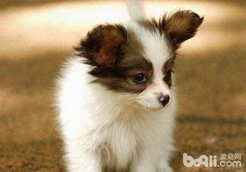 蝴蝶犬