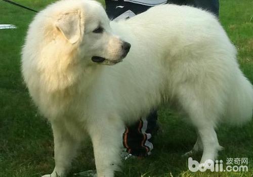 大白熊犬