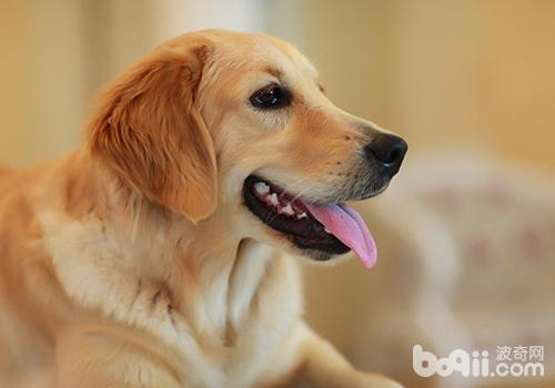 金毛犬