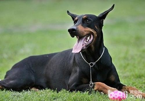 杜賓犬