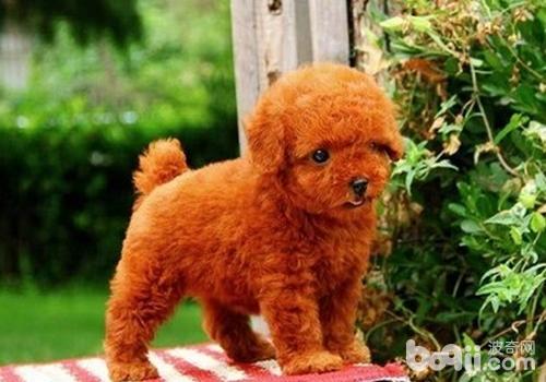 泰迪犬