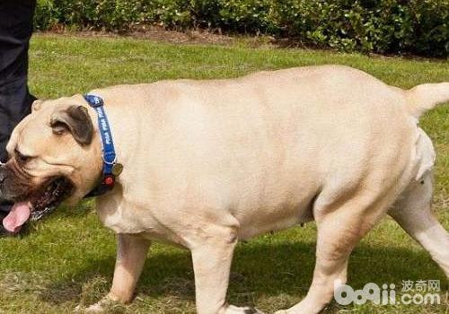 巴哥犬