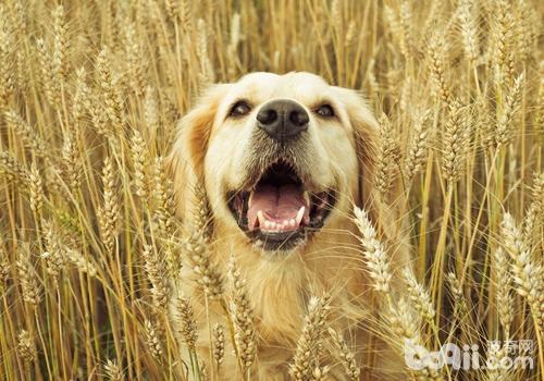 金毛犬