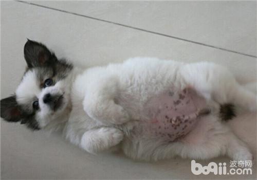 蝴蝶犬